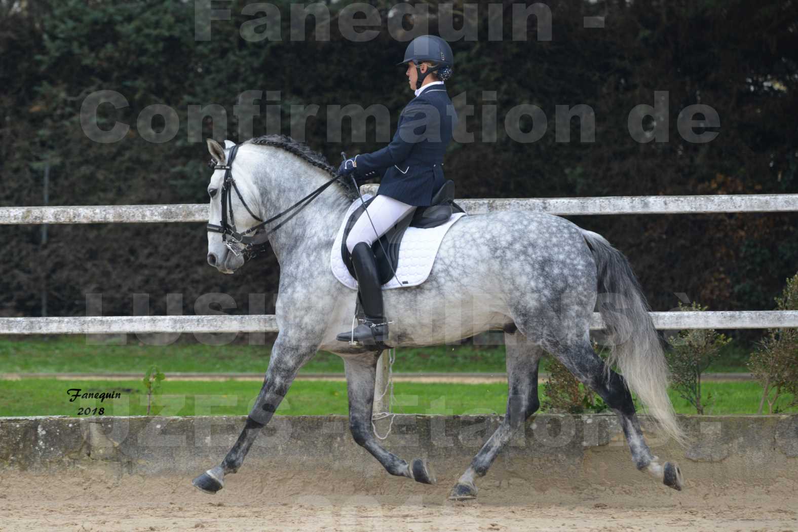 Confirmation de chevaux LUSITANIENS aux Haras d'UZES en novembre 2018 - GUSTAVO - 11