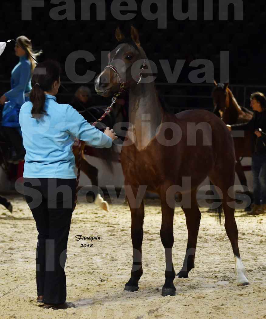 Cheval passion 2018 - Show des éleveurs - Chevaux ARABES - Notre Sélection - 29