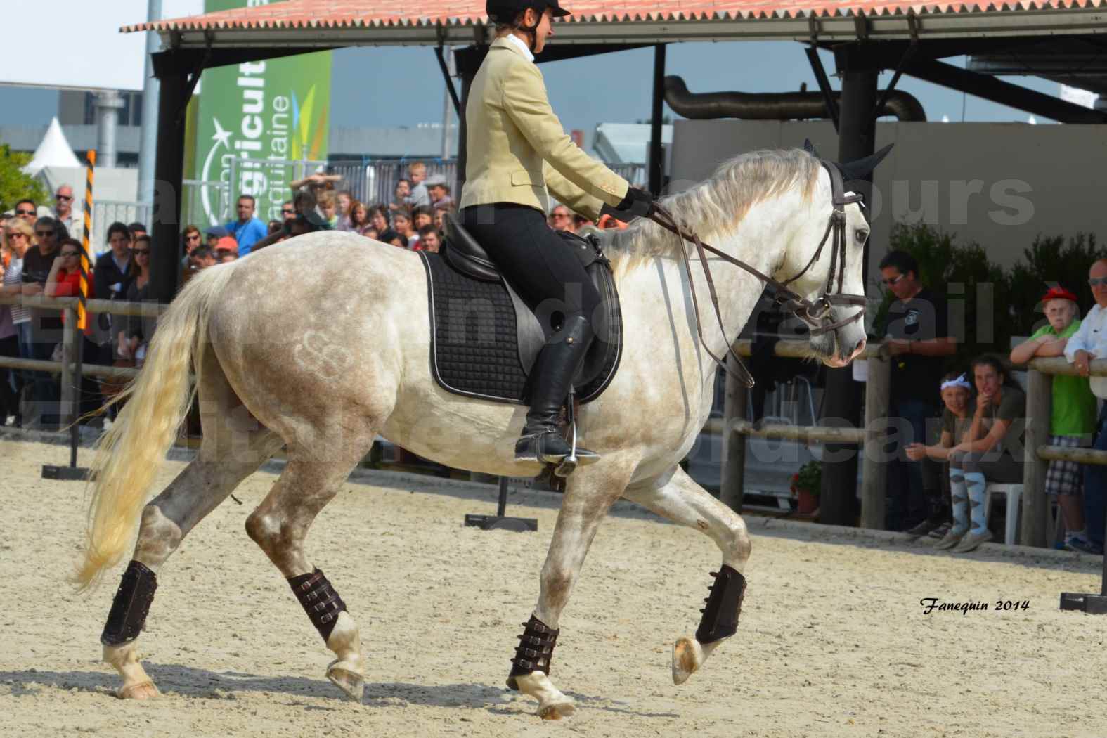 Salon Equitaine de Bordeaux en 2014 - concours Equitation de travail - Épreuve de Maniabilité chronométré - B - 08