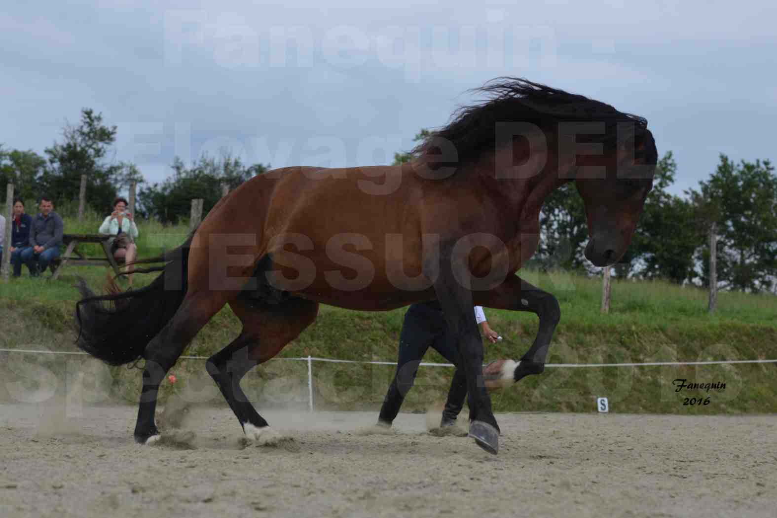 Spectacle de chevaux PRE chez Frédérique VIGNE - 05