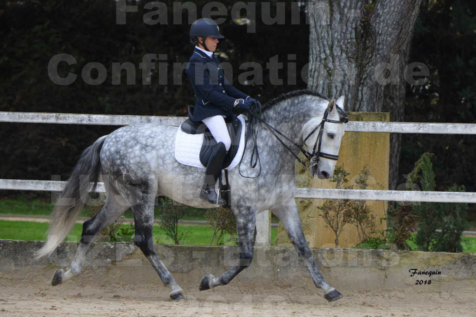 Confirmation de chevaux LUSITANIENS aux Haras d'UZES en novembre 2018 - GUSTAVO - 07