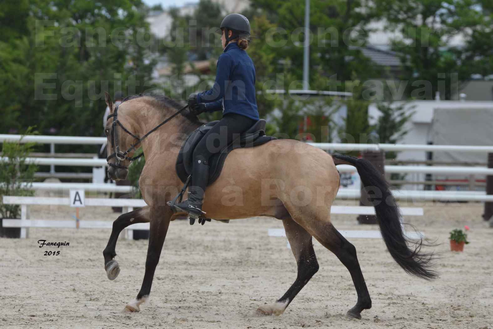 Salon Equitaine de Bordeaux 2015 - Concours d'Equitation de Travail avec chevaux Ibériques - R - 5