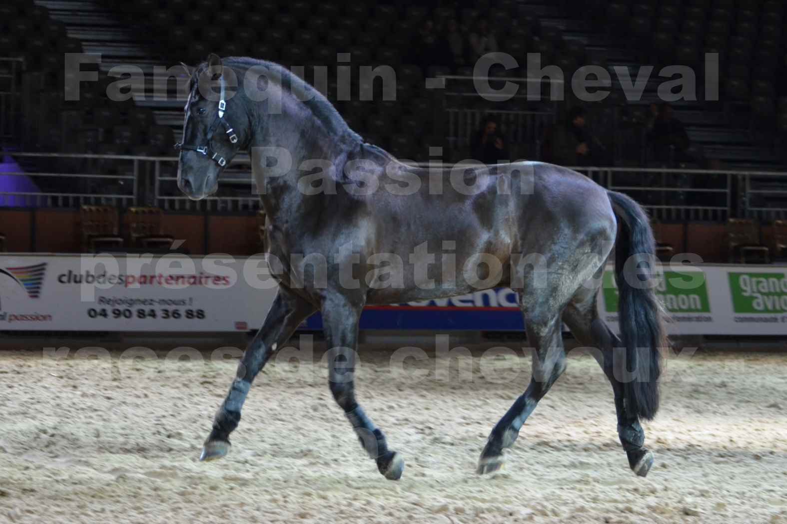 Cheval Passion 2014 - Frédériq VIGNE - Notre Sélection - 24