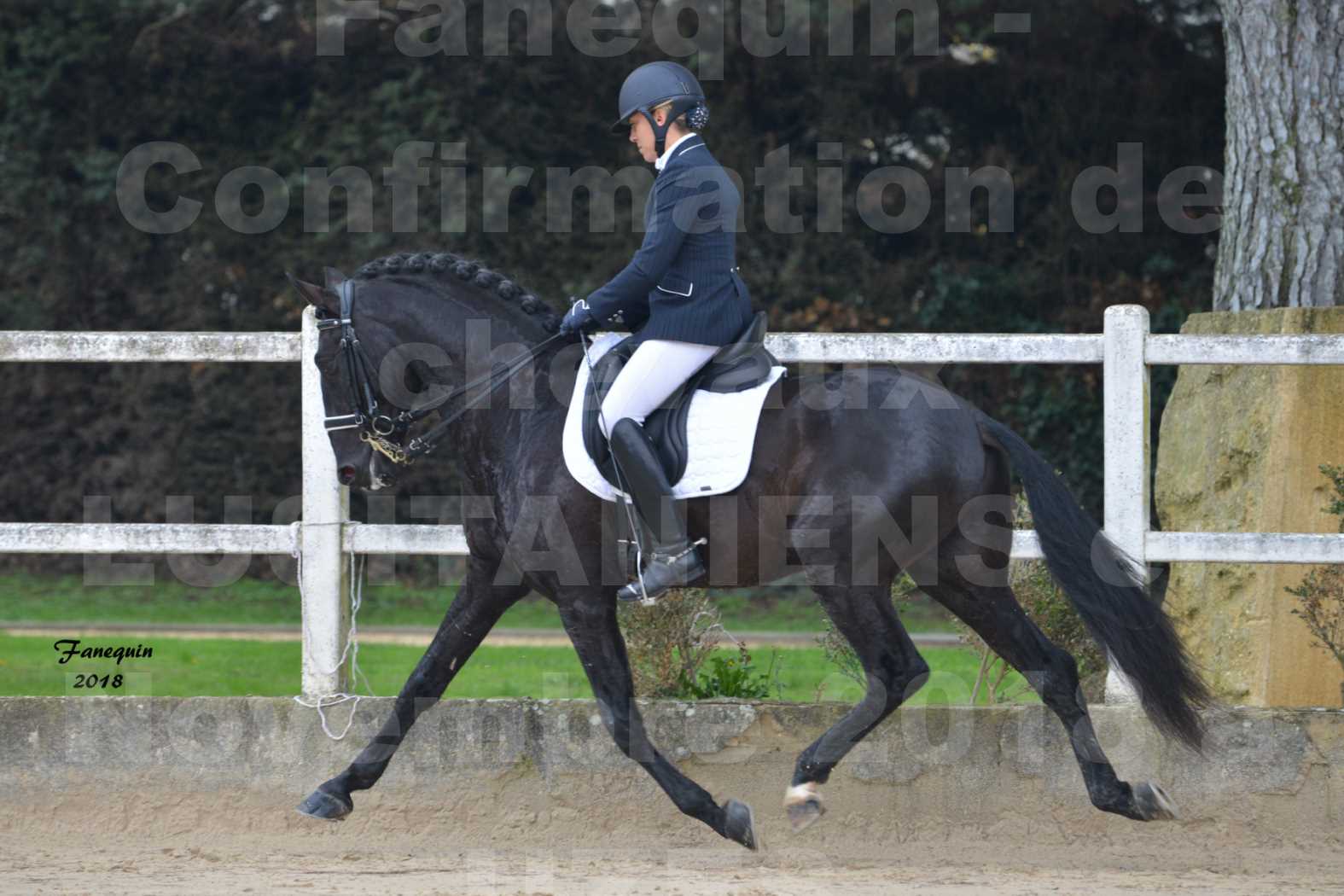 Confirmation de chevaux LUSITANIENS aux Haras d'UZES en novembre 2018 - Étalons - GUADALQUIVIR - 06