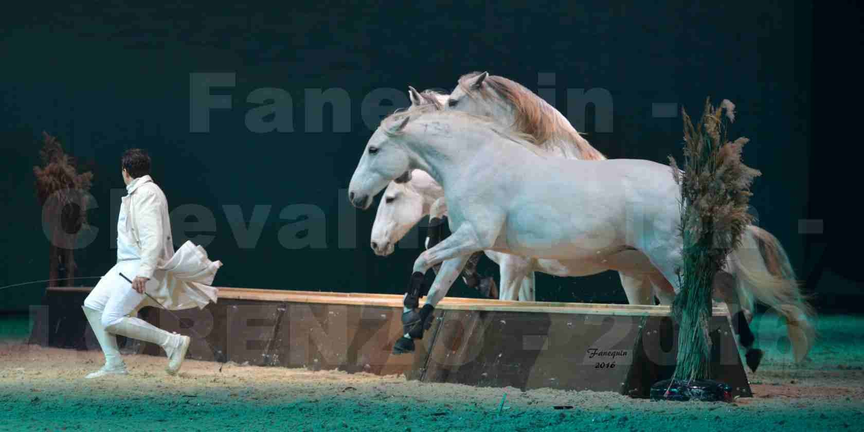 Cheval Passion 2016 - Spectacle les Crinières d'OR - LORENZO "Blanc" - représentation du 23 janvier 2016 - 17