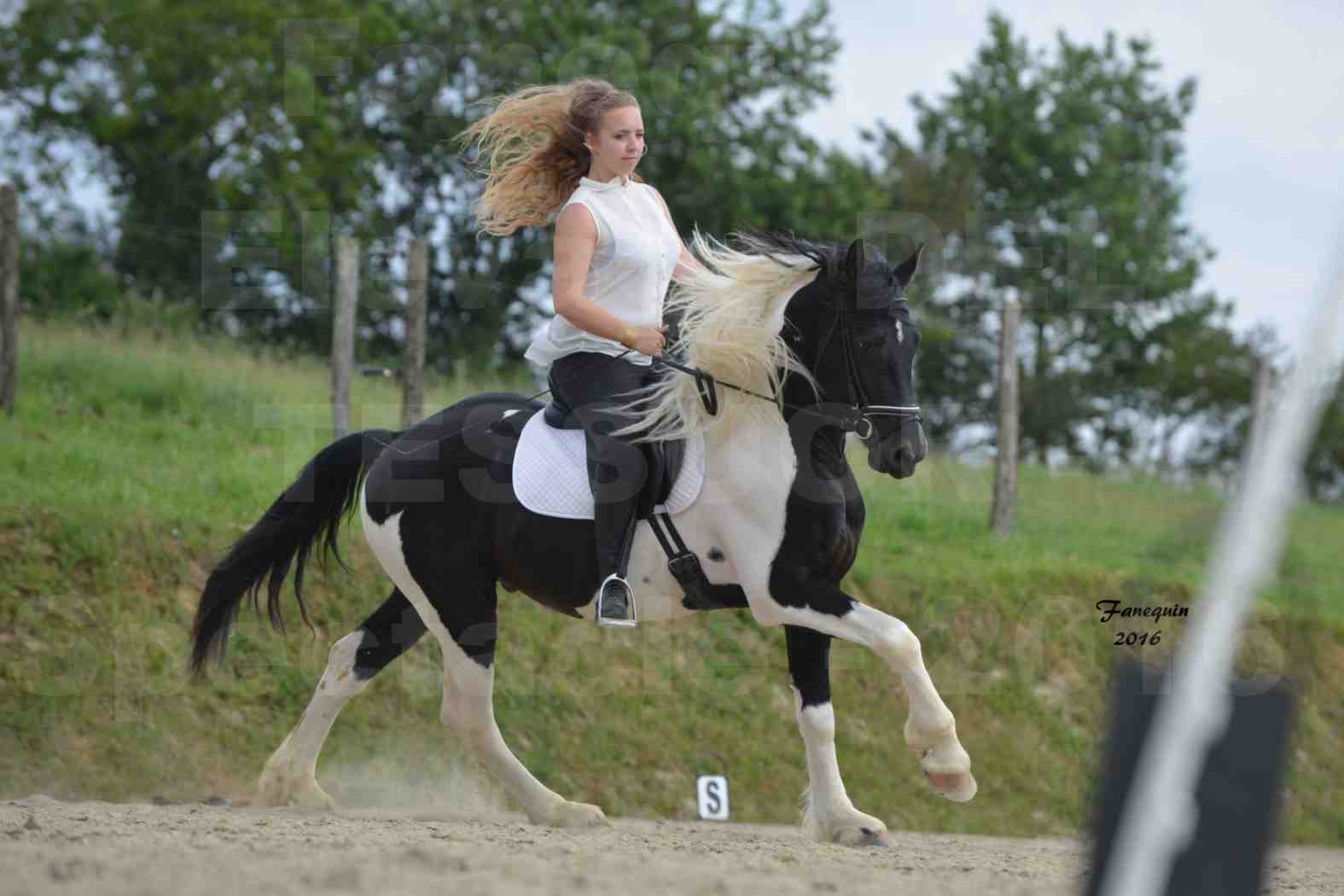 Spectacle de chevaux PRE chez Frédérique VIGNE - 30