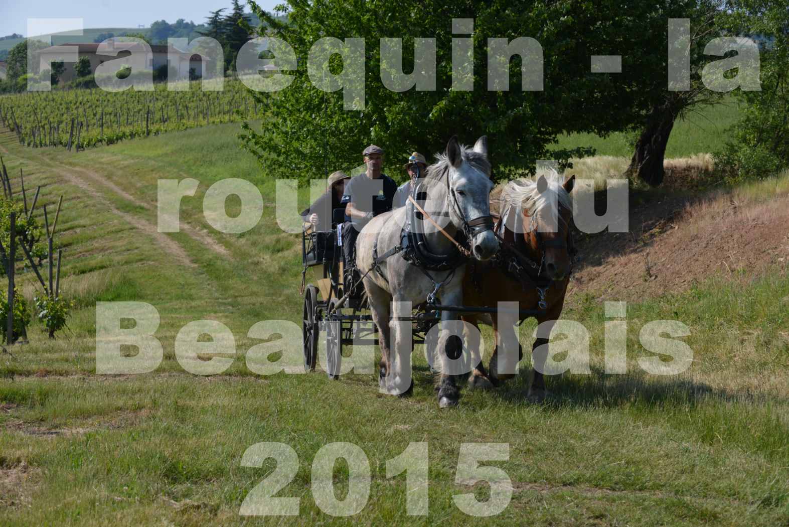 La Route Du Beaujolais 2015 - dimanche 24 mai 2015 - parcours en matinée - 23
