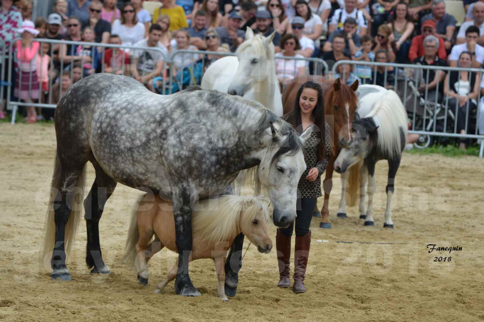 Spectacle Équestre le 3 juin 2018 à Saint Gély du Fesc - 5 chevaux en liberté - Anne Gaëlle BERTHO - 11