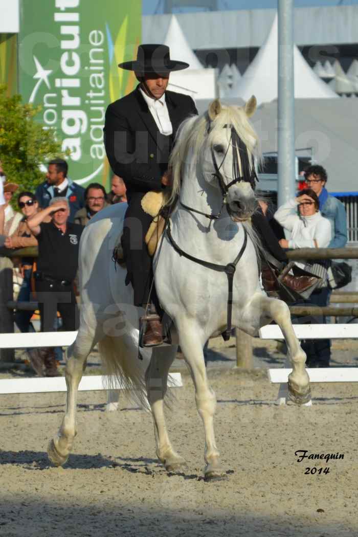 Salon Equitaine de Bordeaux en 2014 - concours Equitation de travail - Épreuve de Dressage - 02