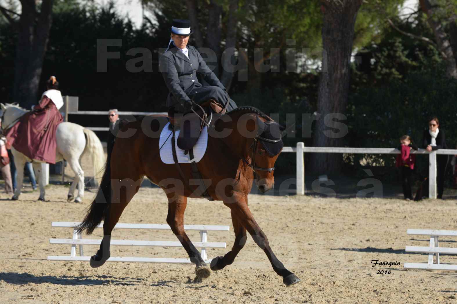 Concours Élégance d'Amazone au Haras d'UZES en Octobre 2016 - Véronique BOURGEON - 10