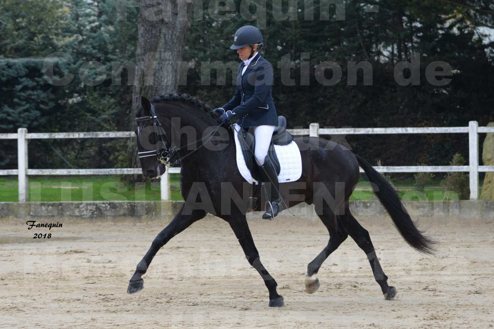 Confirmation de chevaux LUSITANIENS aux Haras d'UZES en novembre 2018 - Étalons - GUADALQUIVIR - 08