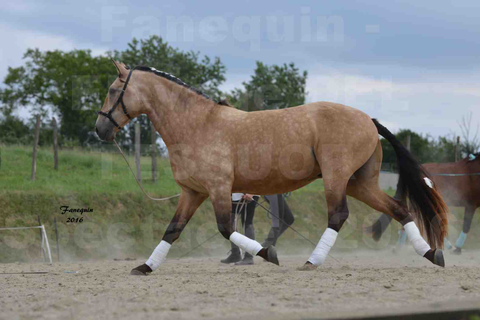 Spectacle de chevaux PRE chez Frédérique VIGNE - 39
