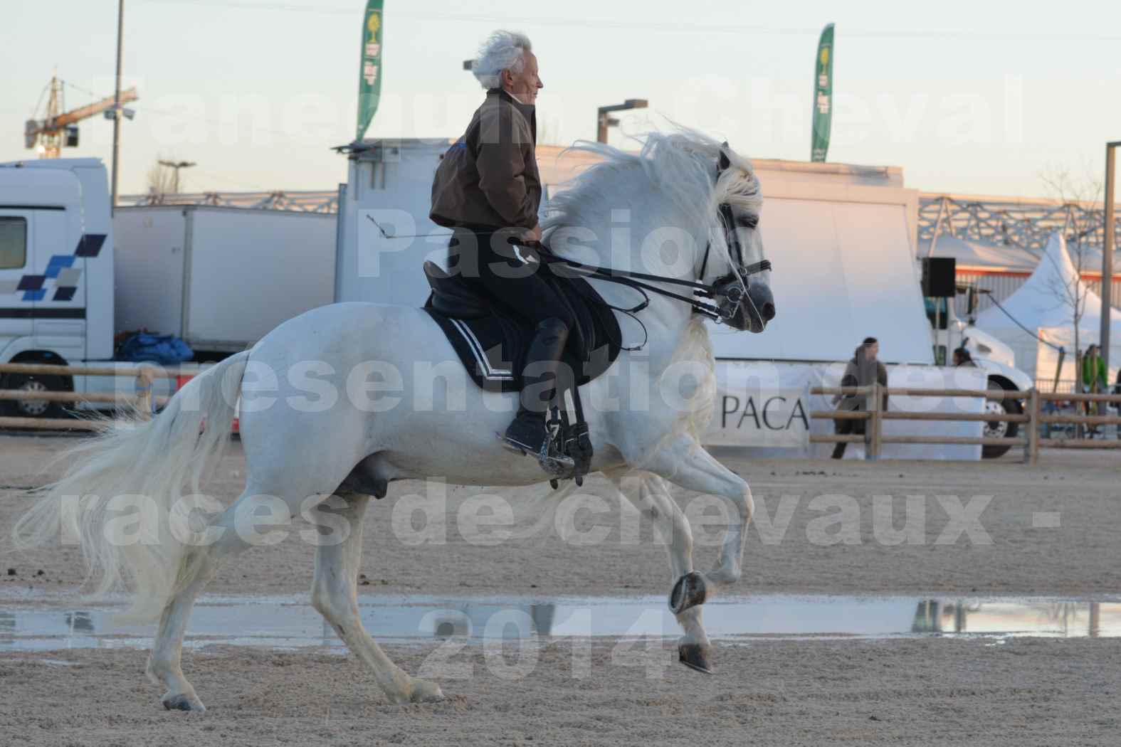 Cheval Passion 2014 - Etalon "GALAN"  blanc écurie Alain LAUZIER - Notre Sélection - 17