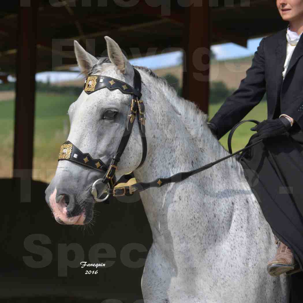 Spectacle de chevaux PRE chez Frédérique VIGNE - 21