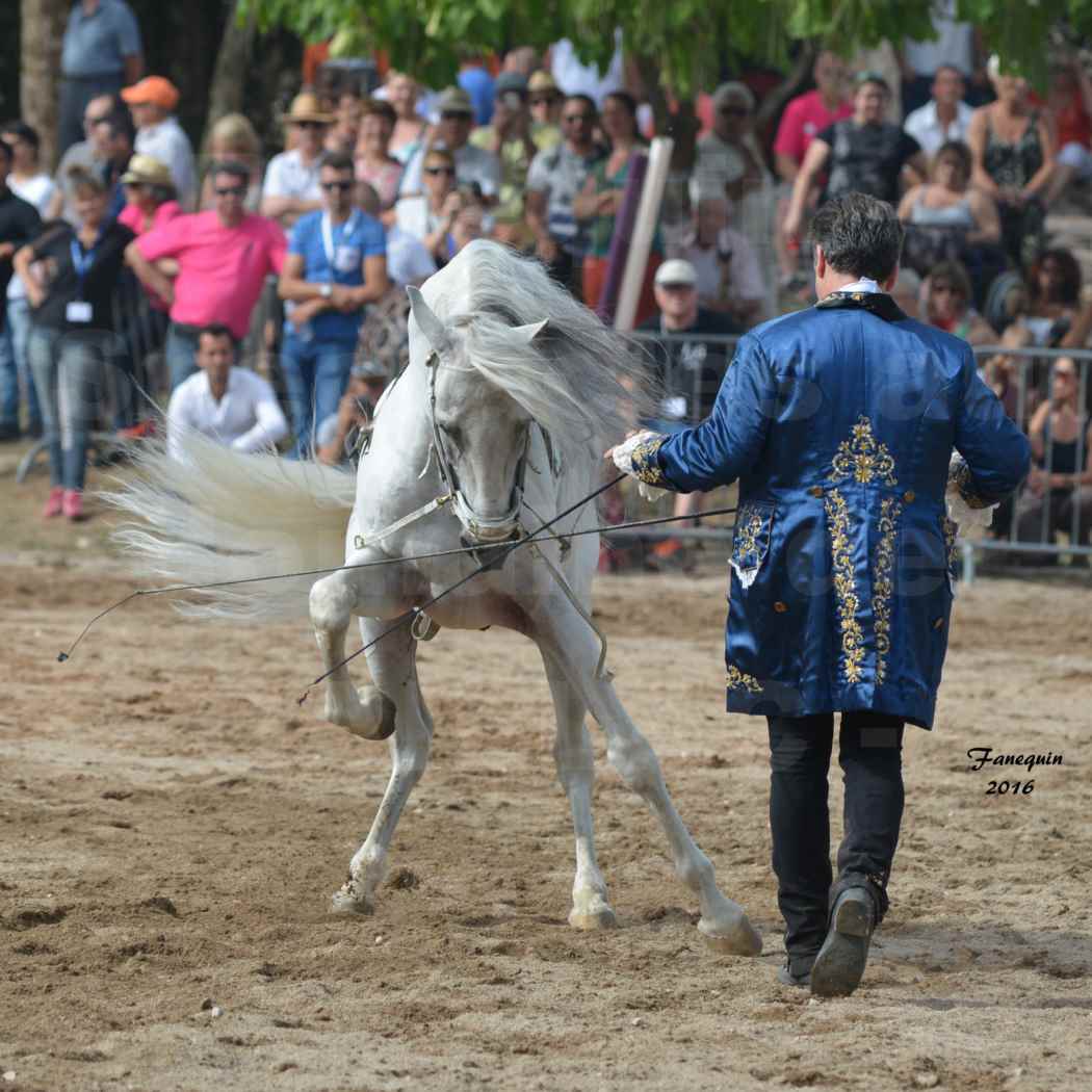 Spectacle équestre le 3 Septembre 2016 au Domaine de GAILLAC - Haute école avec la famille HASTALUEGO - 01