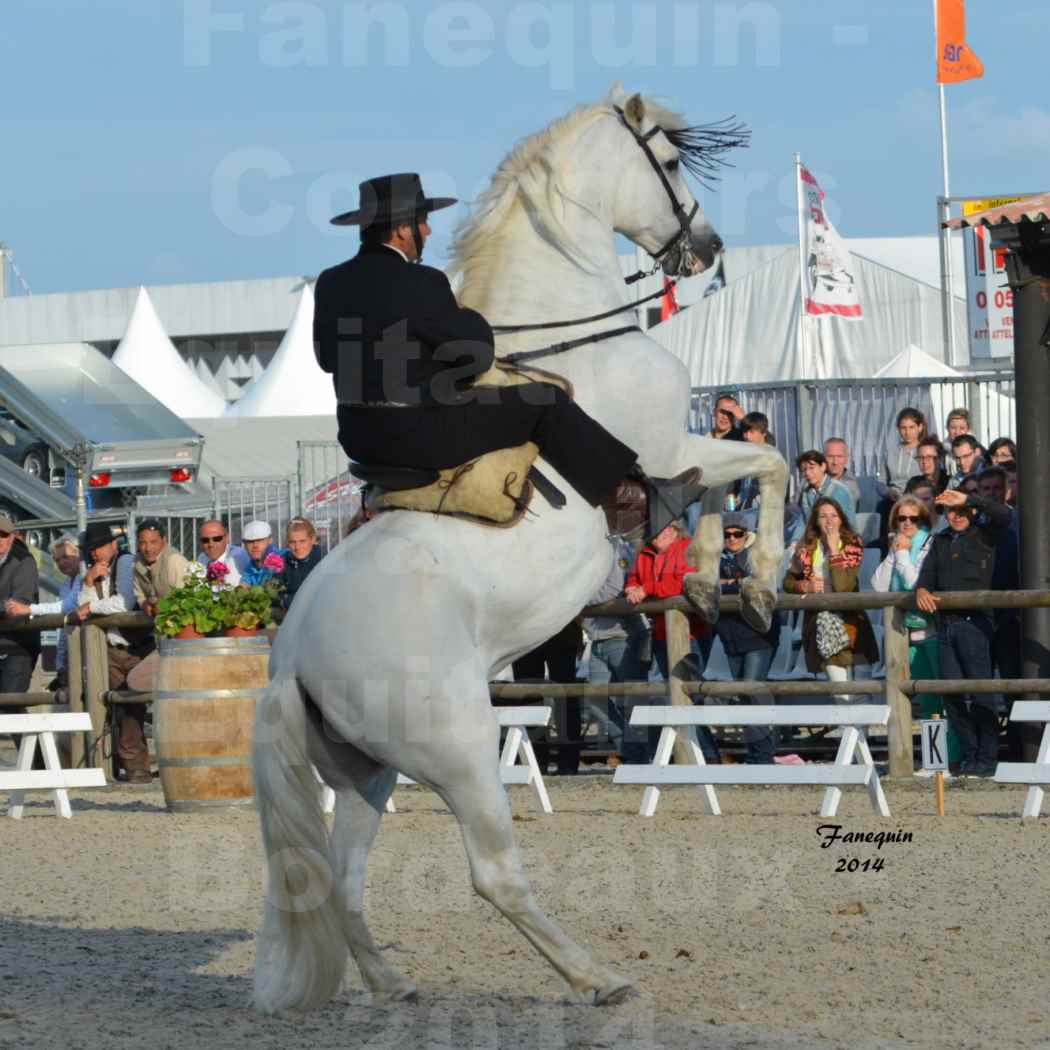 Salon Equitaine de Bordeaux en 2014 - concours Equitation de travail - Épreuve de Dressage - 12