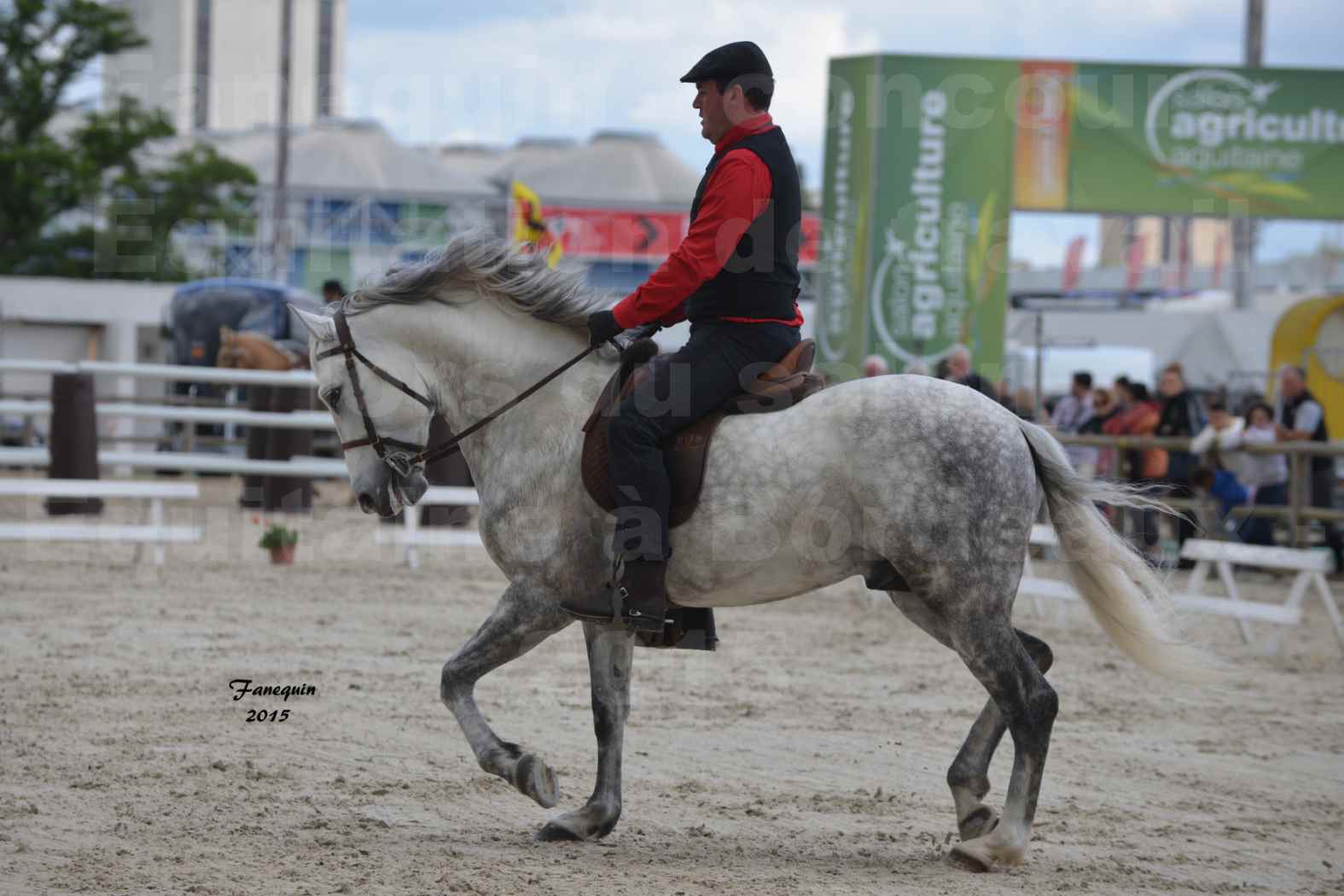 Salon Equitaine de Bordeaux 2015 - Concours d'Equitation de Travail avec chevaux Ibériques - Q - 4