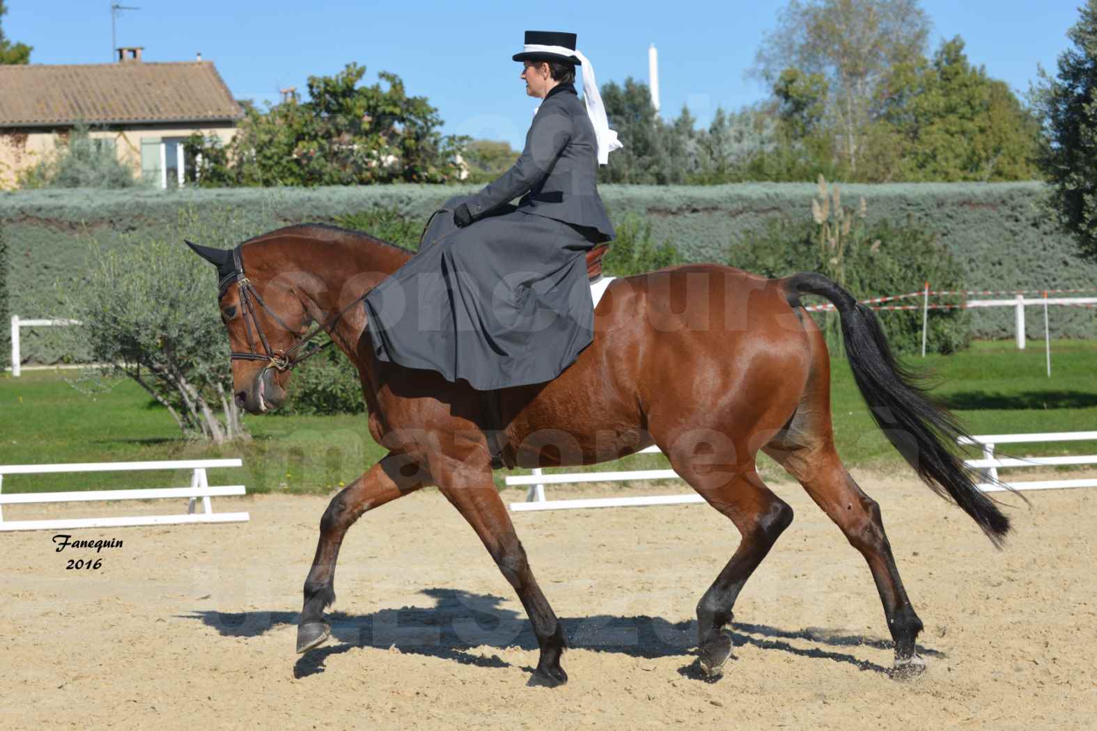 Concours Élégance d'Amazone au Haras d'UZES en Octobre 2016 - Véronique BOURGEON - 06