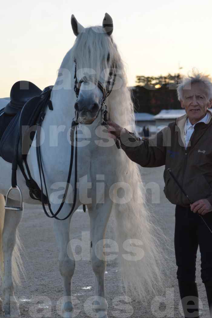 Cheval Passion 2014 - Etalon "GALAN"  blanc écurie Alain LAUZIER - Notre Sélection - Portraits - 02