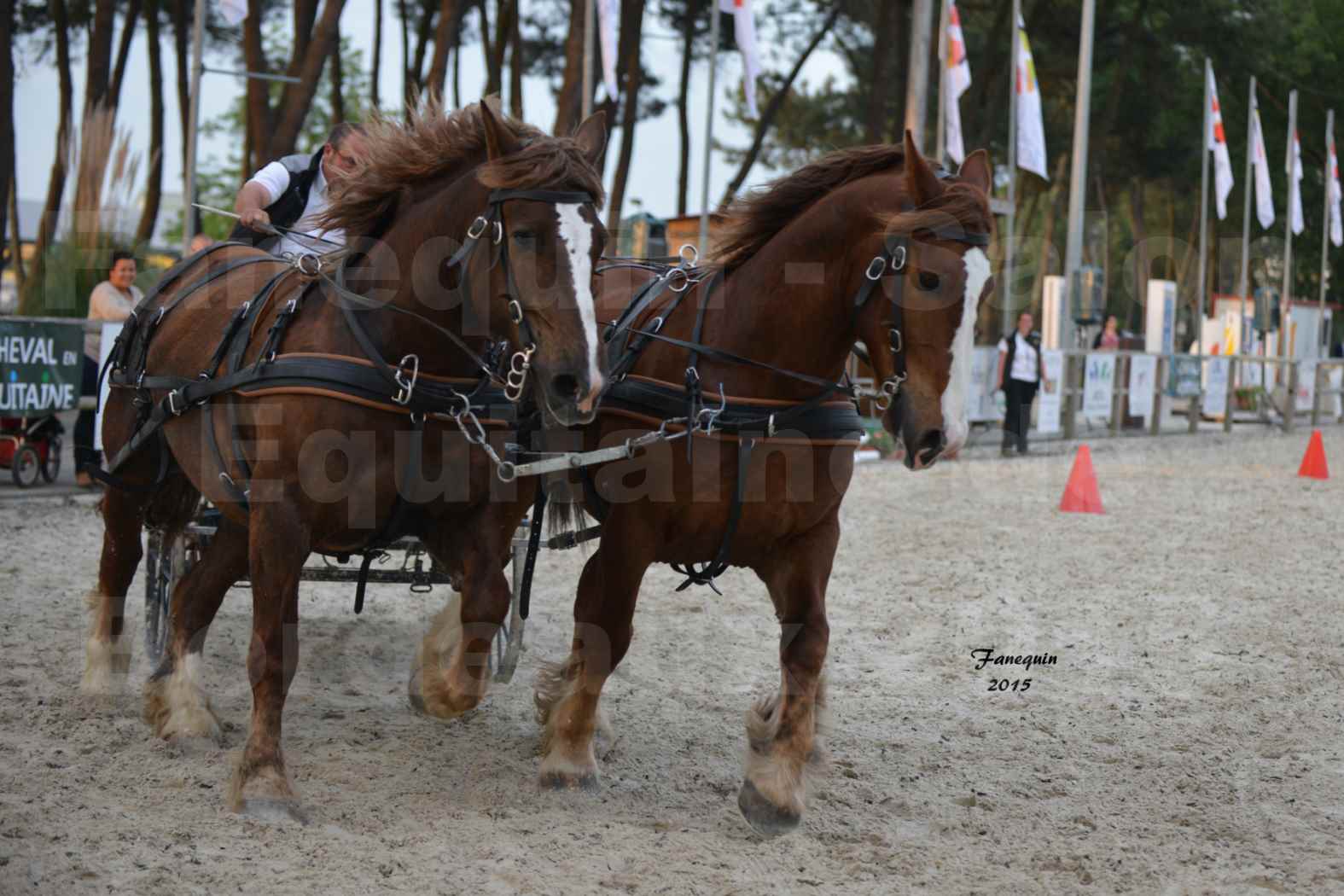 Salon Equitaine de Bordeaux 2015 - Présentation attelage en paire chevaux de trait - 6