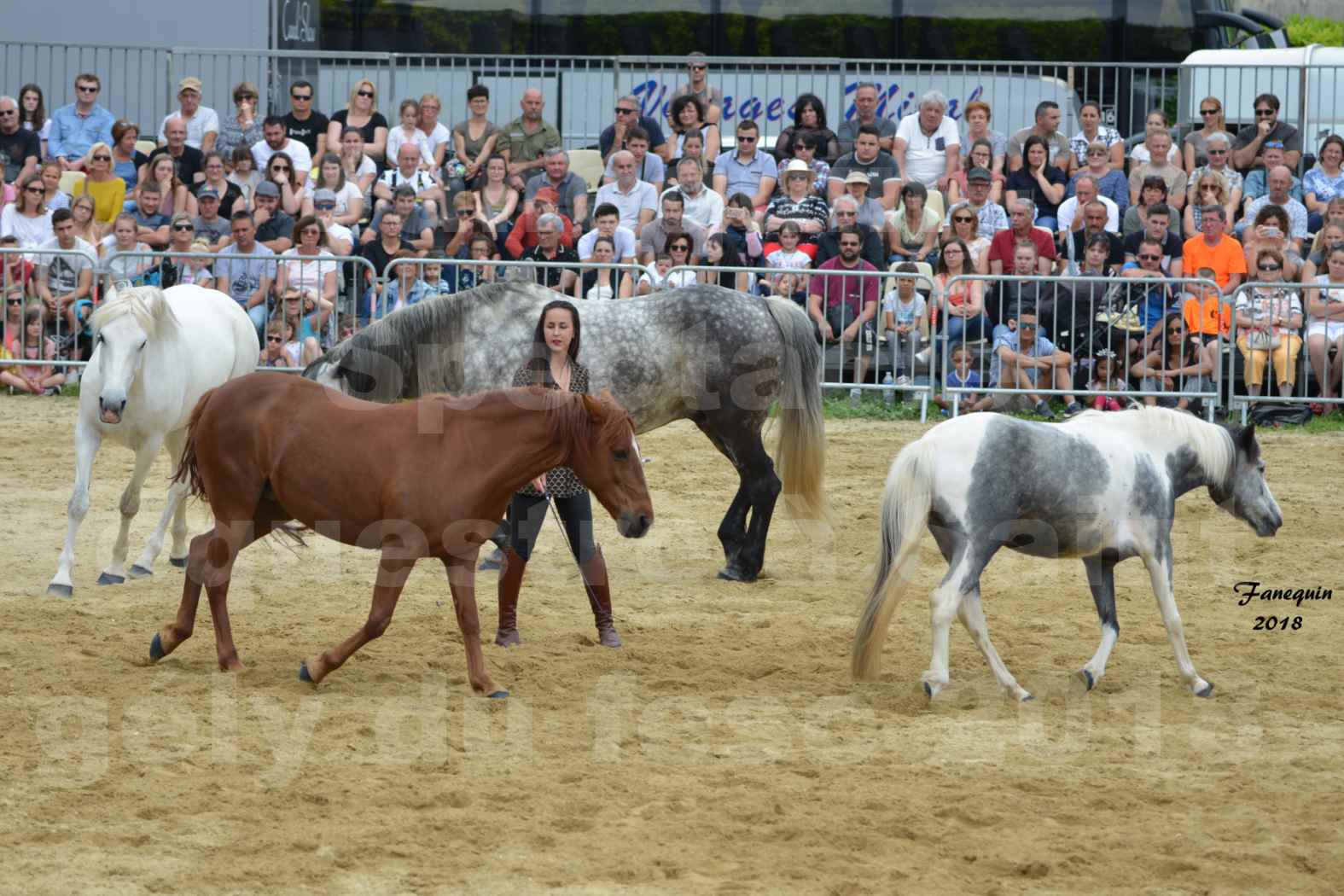 Spectacle Équestre le 3 juin 2018 à Saint Gély du Fesc - 5 chevaux en liberté - Anne Gaëlle BERTHO - 05