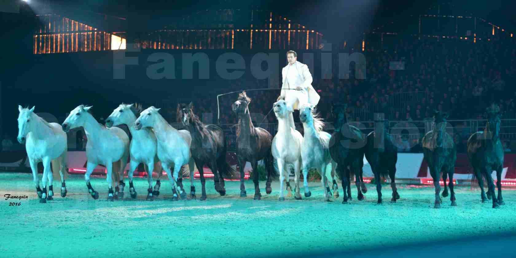 Cheval Passion 2016 - Spectacle les Crinières d'OR - LORENZO "Blanc" - représentation du 23 janvier 2016 - 10