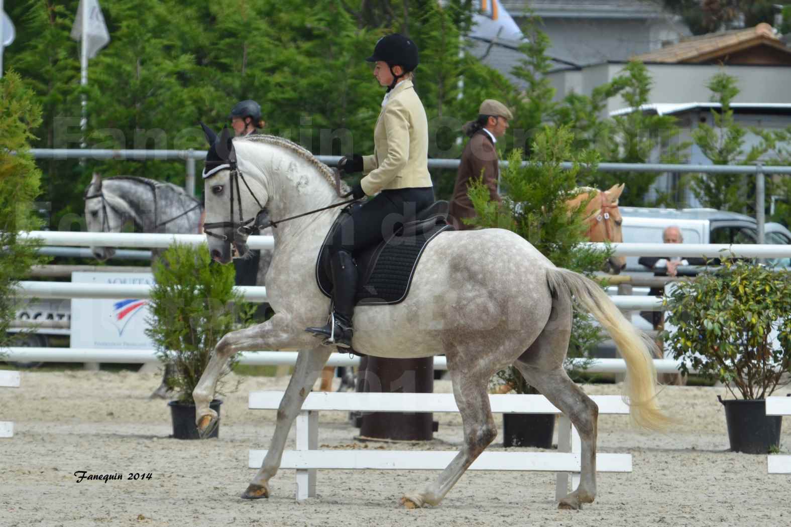 Salon Equitaine de Bordeaux en 2014 - concours Equitation de travail - Épreuve de Dressage - 07