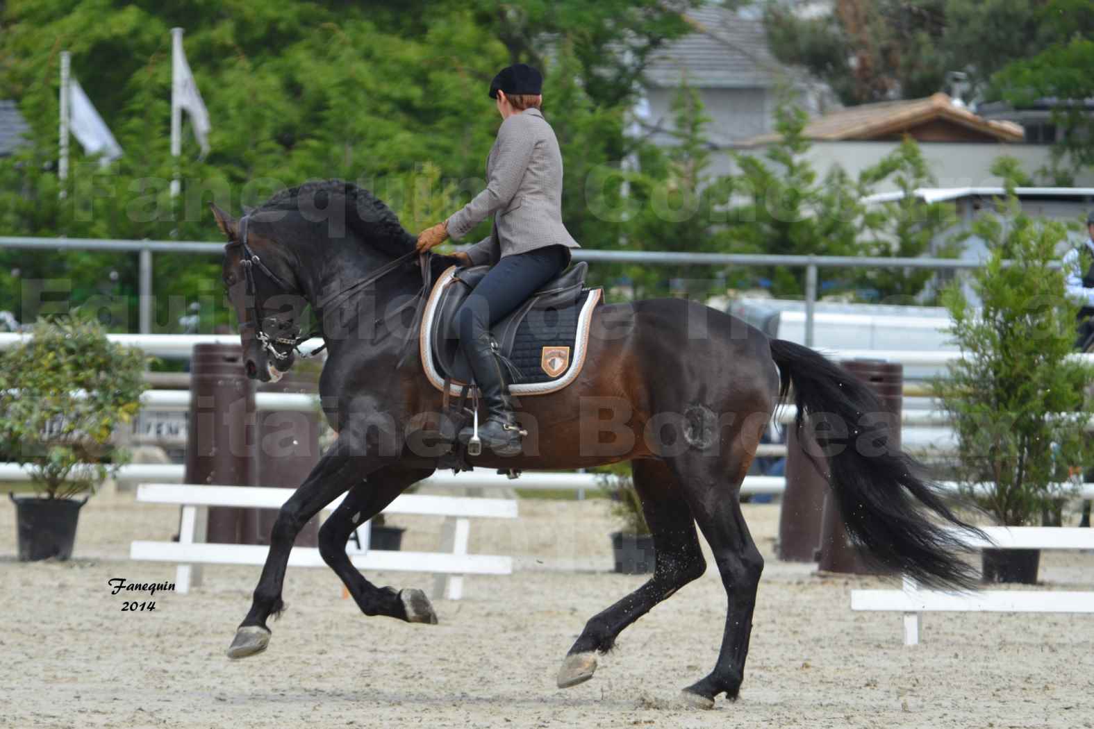 Salon Equitaine de Bordeaux en 2014 - concours Equitation de travail - Épreuve de Dressage - 14