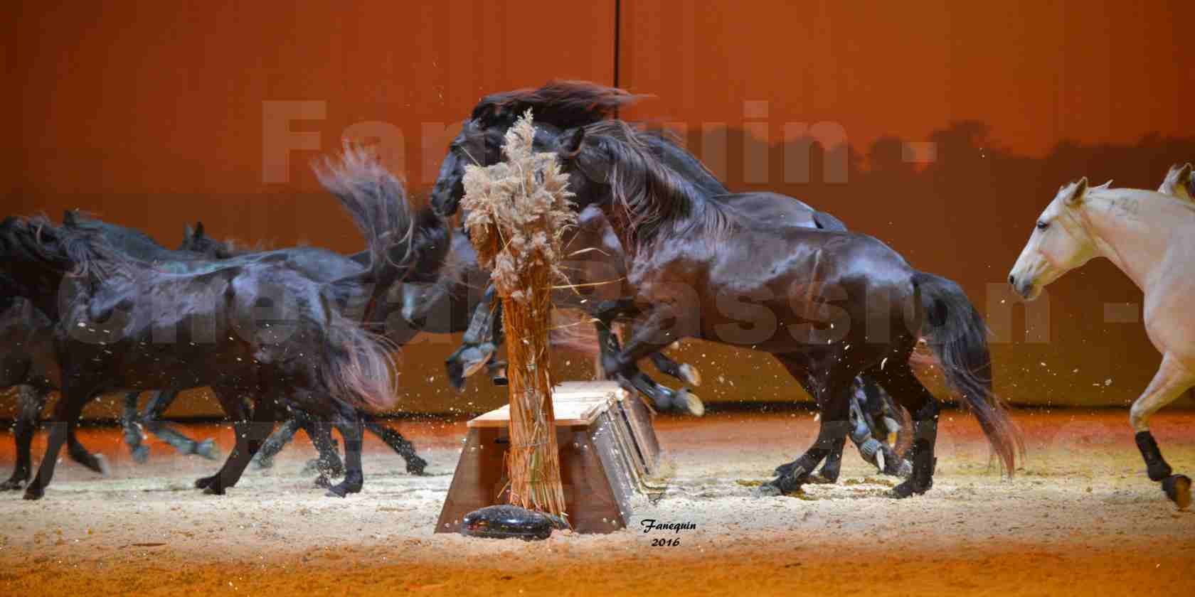 Cheval Passion 2016 - Spectacle les Crinières d'OR - LORENZO "Blanc" - représentation du 20 janvier 2016 - 40