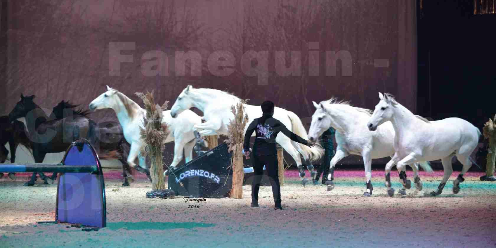 Cheval Passion 2016 - Spectacle les Crinières d'OR - LORENZO "Noir" - représentation du 23 janvier 2016 - 28