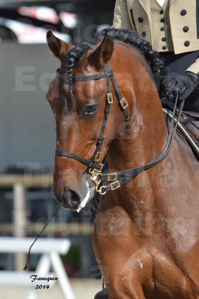 Salon Equitaine Bordeaux 2014 - Portraits de chevaux d'Equitation de travail - 64