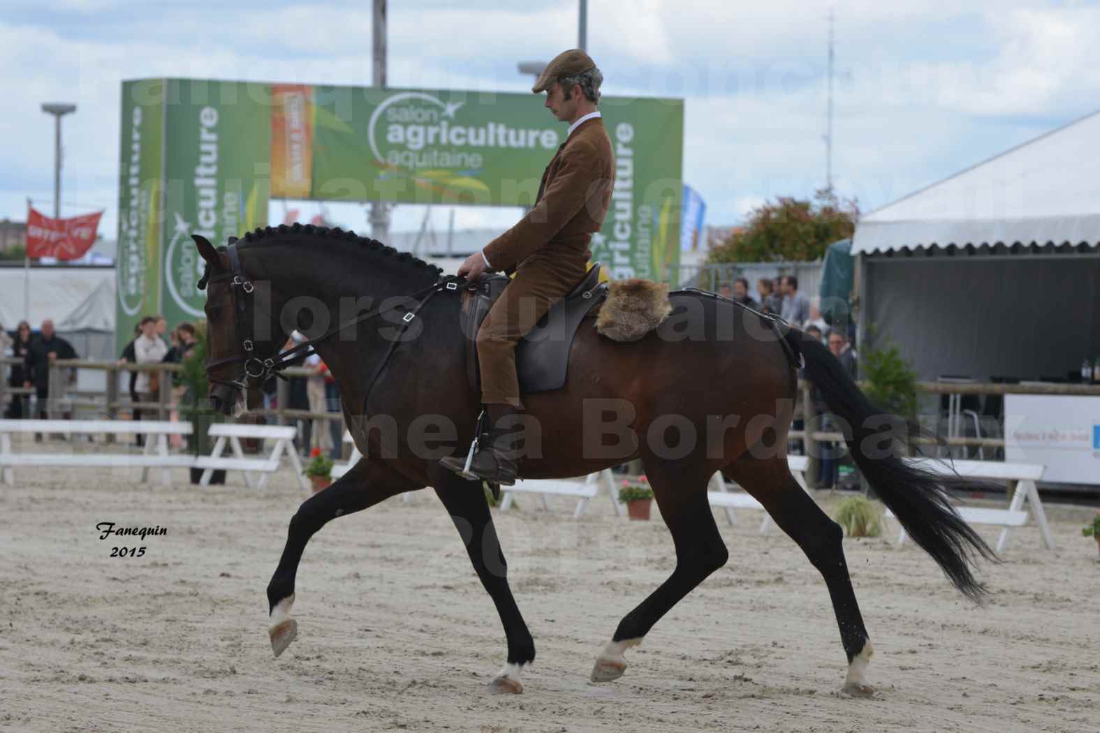 Salon Equitaine de Bordeaux 2015 - Concours d'Equitation de Travail avec chevaux Ibériques - J - 4