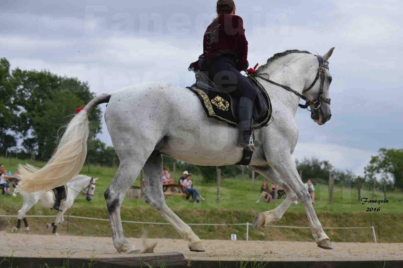 Spectacle de chevaux PRE chez Frédérique VIGNE - 15