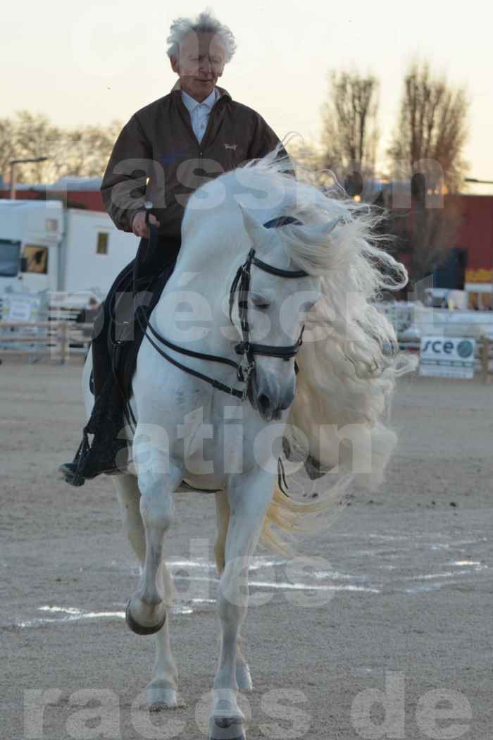 Cheval Passion 2014 - Etalon "GALAN"  blanc écurie Alain LAUZIER - Notre Sélection - 30