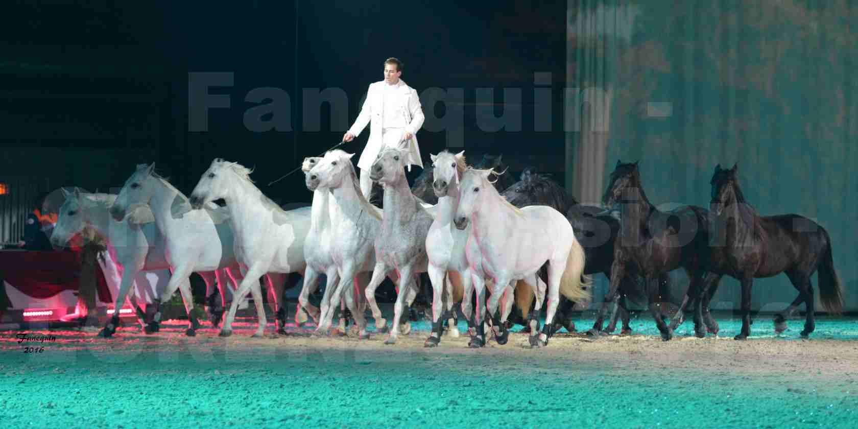 Cheval Passion 2016 - Spectacle les Crinières d'OR - LORENZO "Blanc" - représentation du 20 janvier 2016 - 16