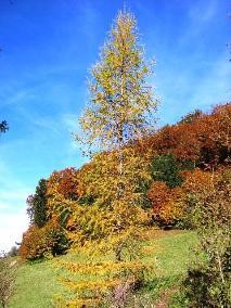 Herbststimmung mit Lärche und Waldrand