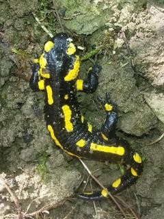 Feuersalamander