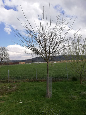 Vorher 2