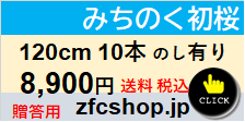 120ｃｍ　10本　贈答用　みちのく初桜