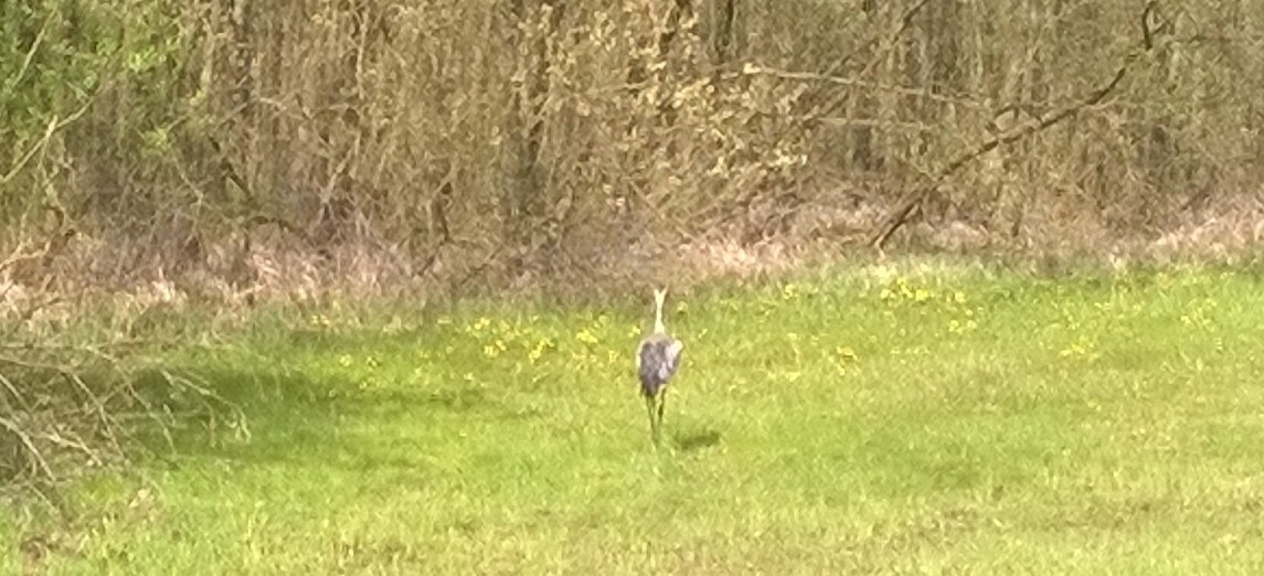 da isser der Zausel...