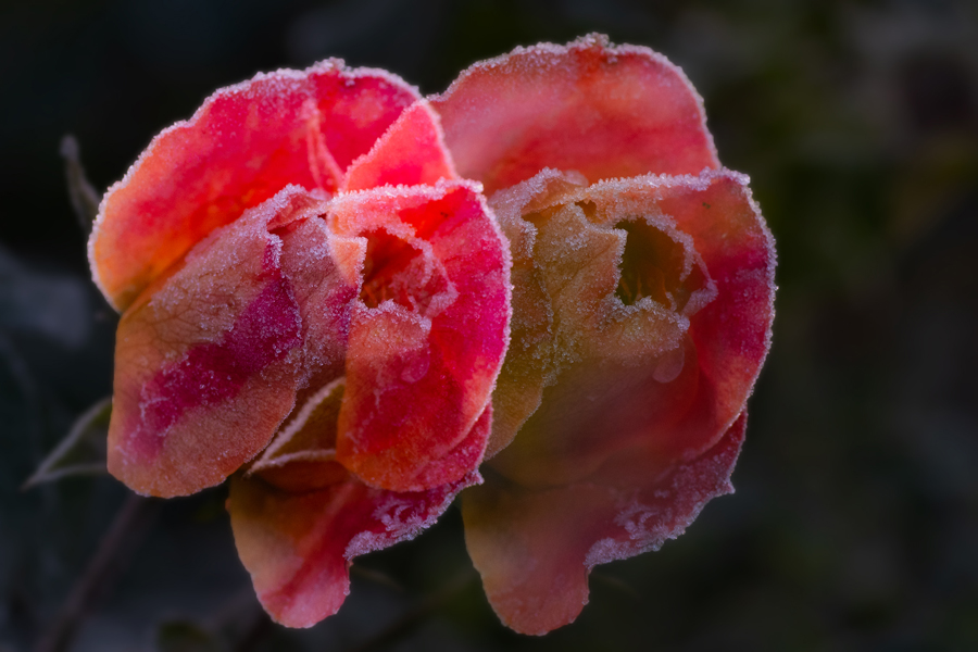 Januar 2024: Zwei Rosen im Raureif, Fritz Zahn