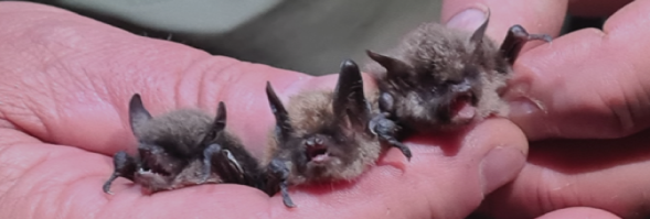 Links: Myotis alcathoe, Mitte: Myotis brandtii und rechts: Myotis mystacinus. Foto: © Charlotte Lauel