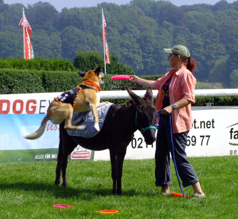 Dog Event Düsseldorf am 16.8.2009, Foto: Pascal Keilig - Frisbee