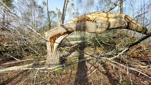 Tempête destructrice forêt du Bager