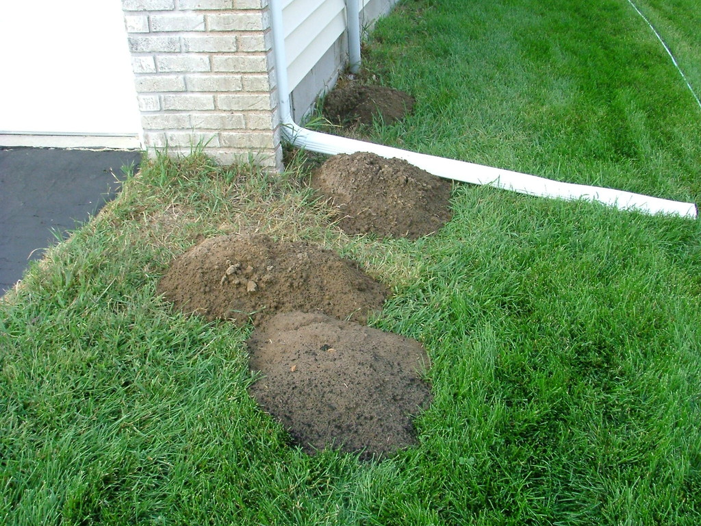 Pocket Gopher mounds.