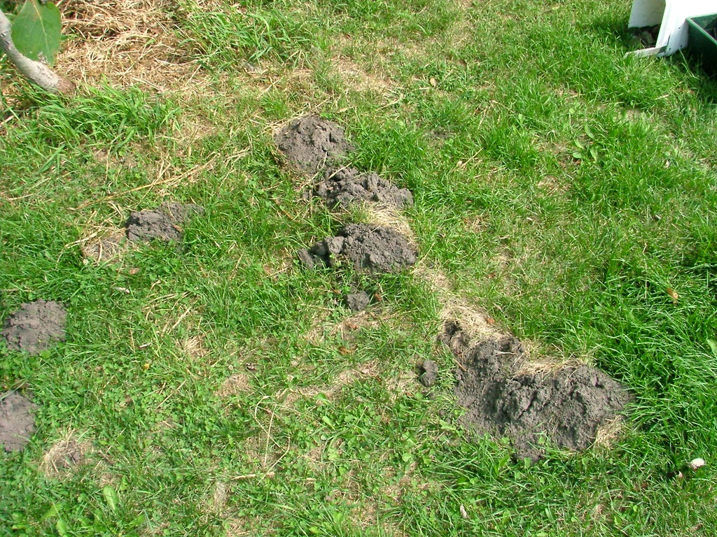 Typical Mole damage.