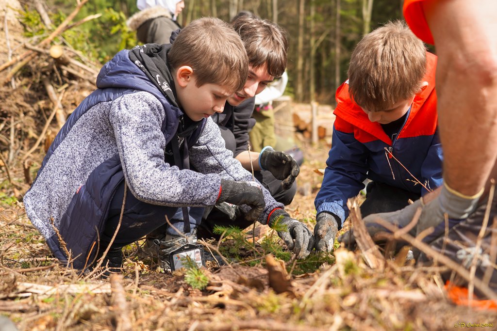 ... wid ein neuer Wald gepflanzt