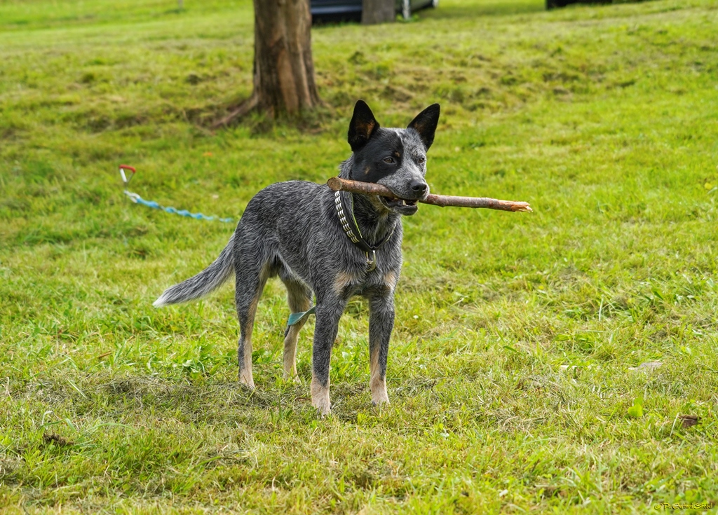 Ein tierischer Helfer