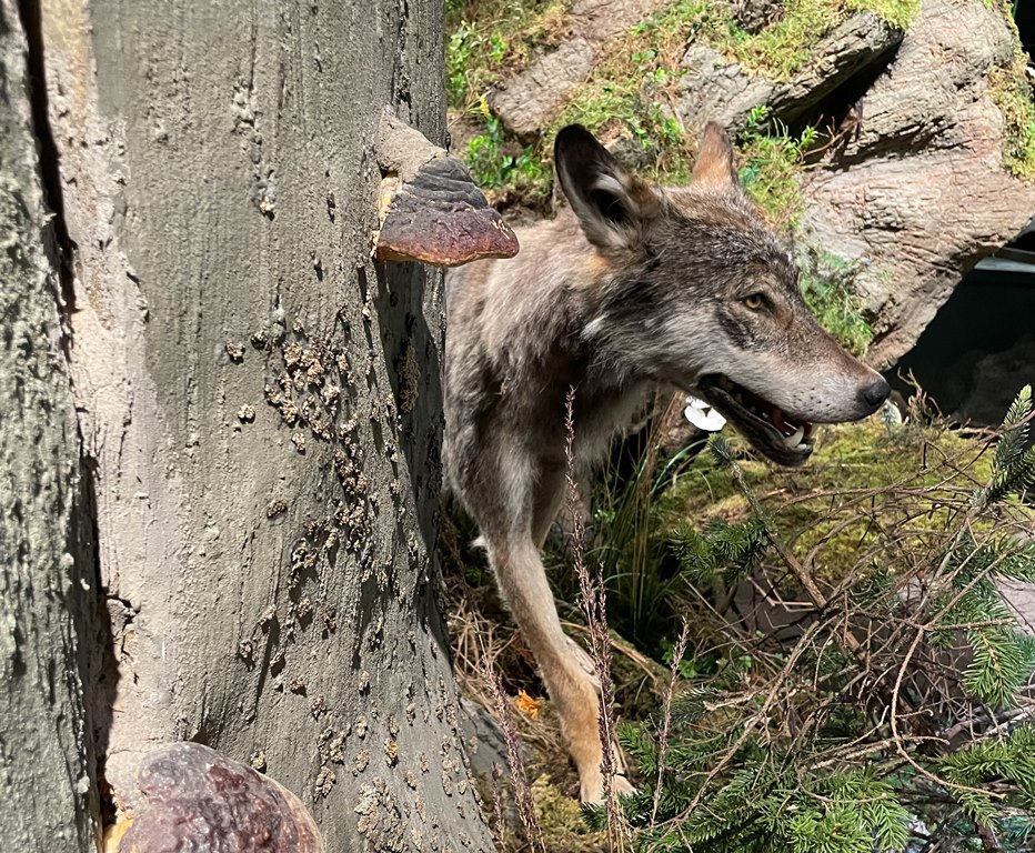 Ein Wolf schleicht sich an