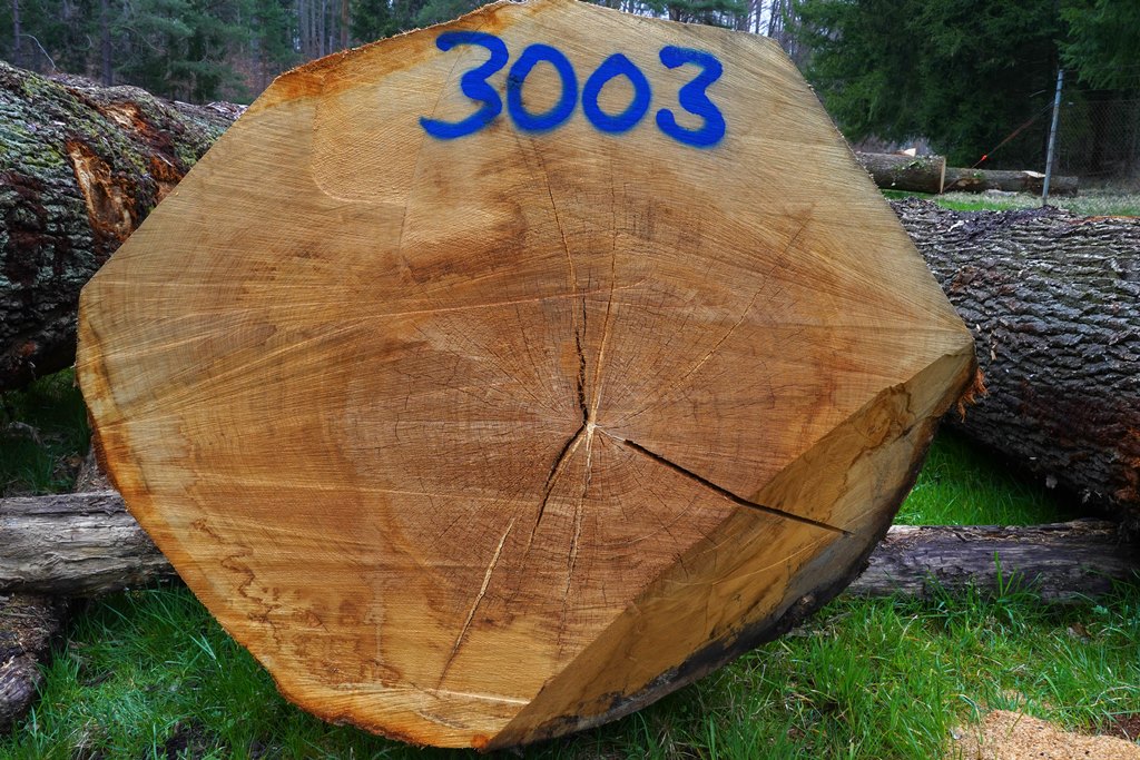 Starke Eiche, aber mit Braunfäule am Stammfuß: 105,- Euro / Fm